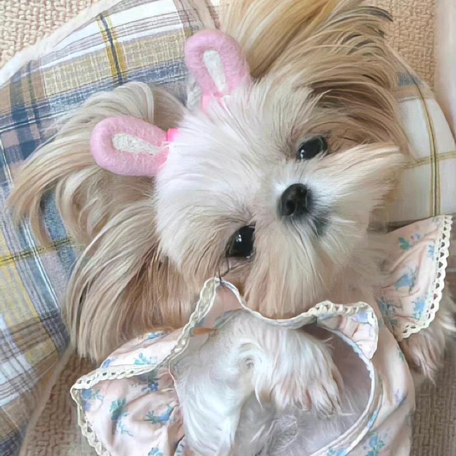蕉太狼！