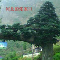 蓝天使