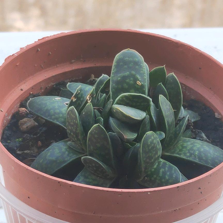 晃晃摇摇