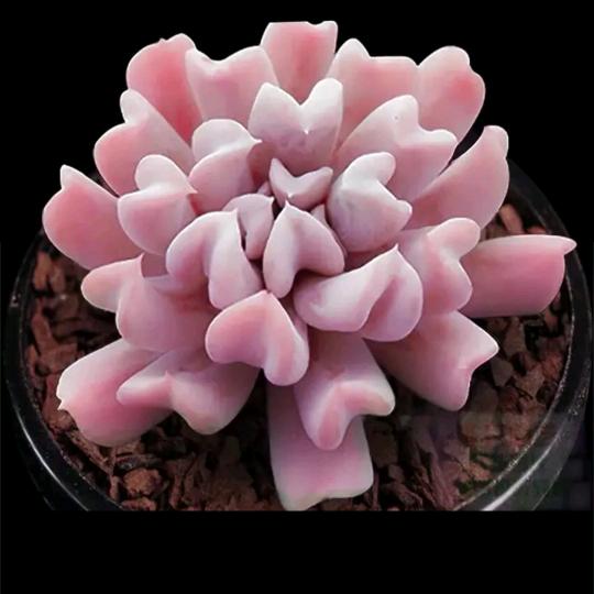 喜欢多肉的熊猫