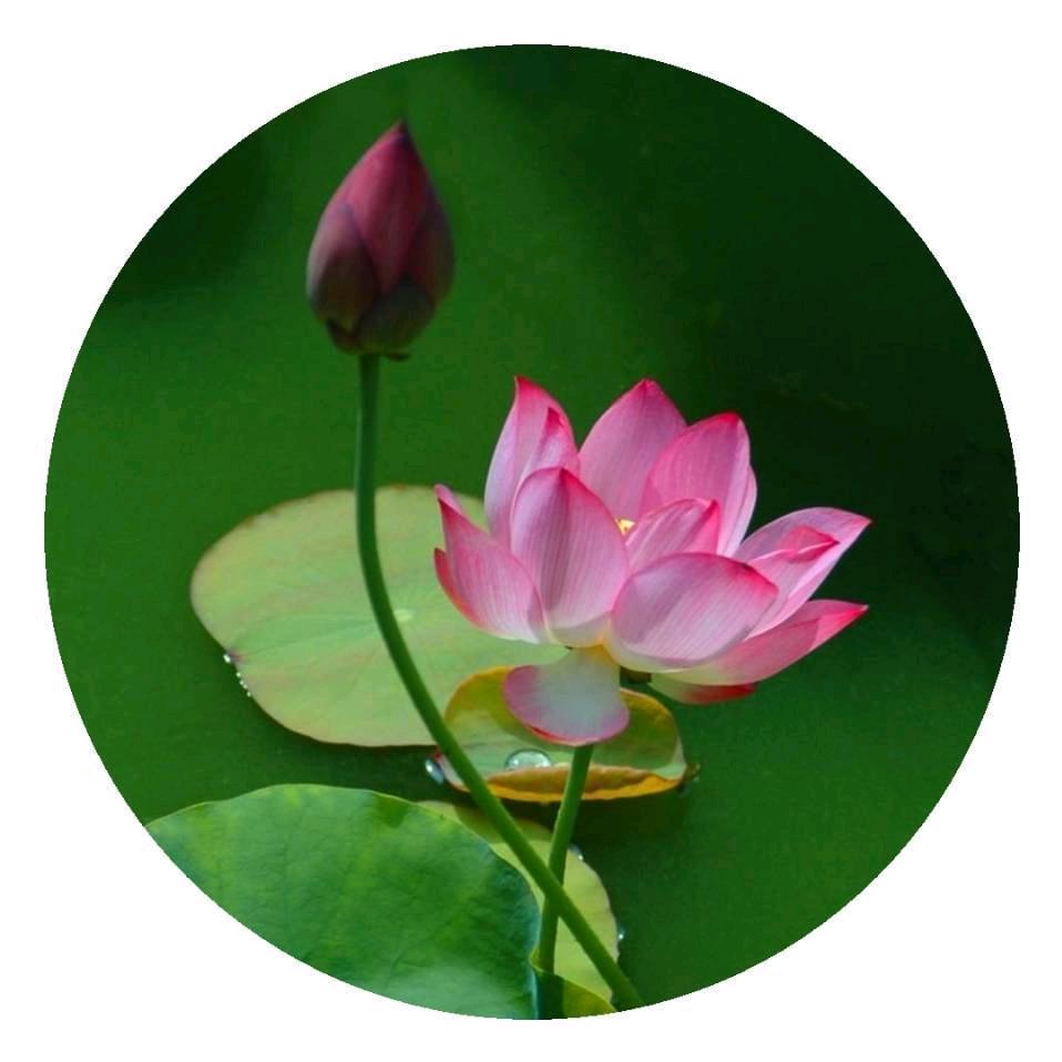笑红尘