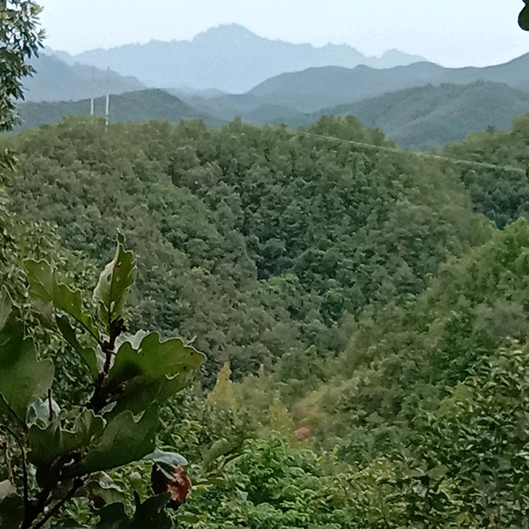 刮风的影子