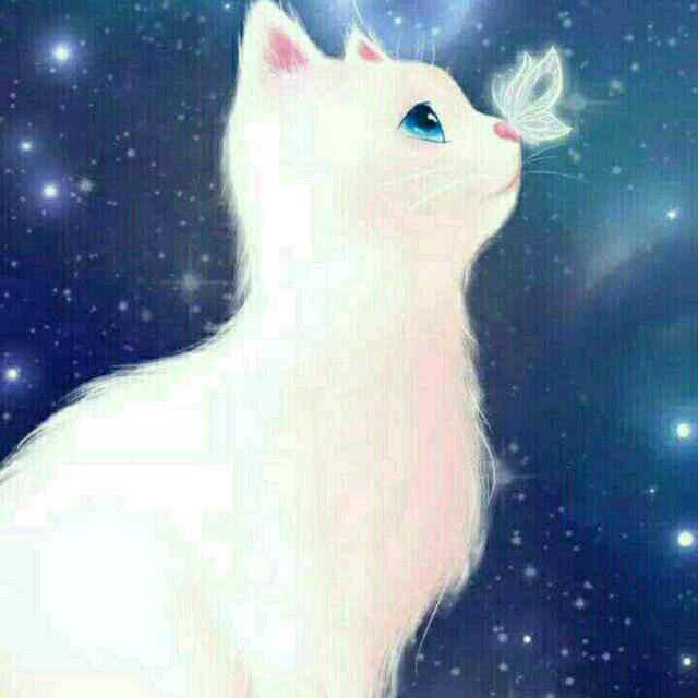 小猫传奇