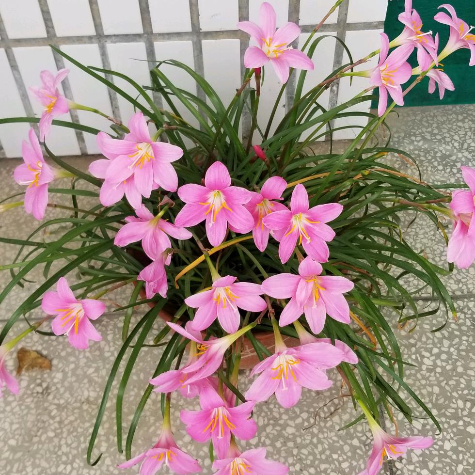 柠蒙酱