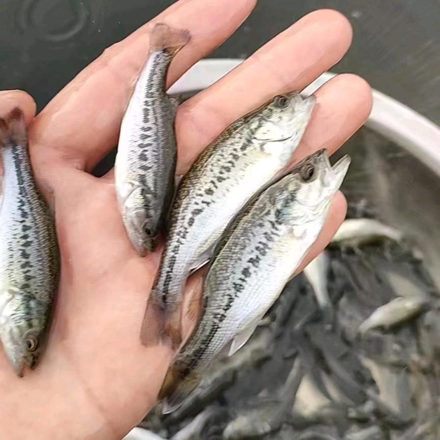 鱼苗小胖叔🐠
