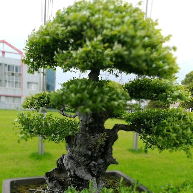 红豆