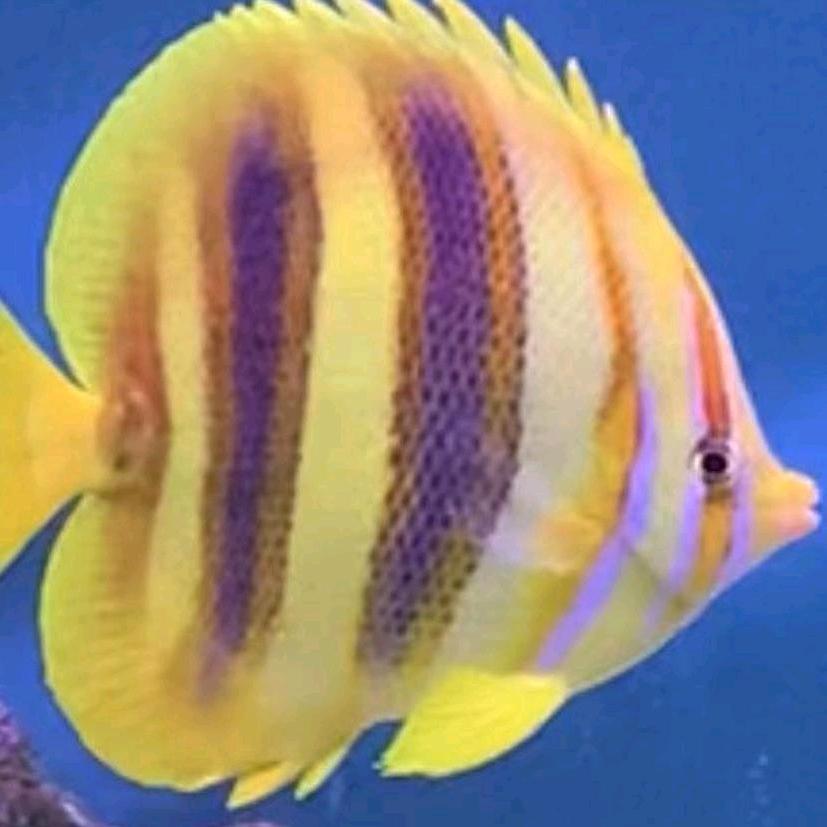 海南鲨鱼🐟海洋科技