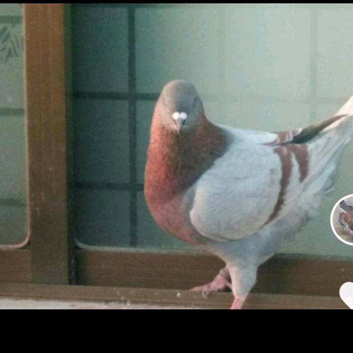 真爱一生