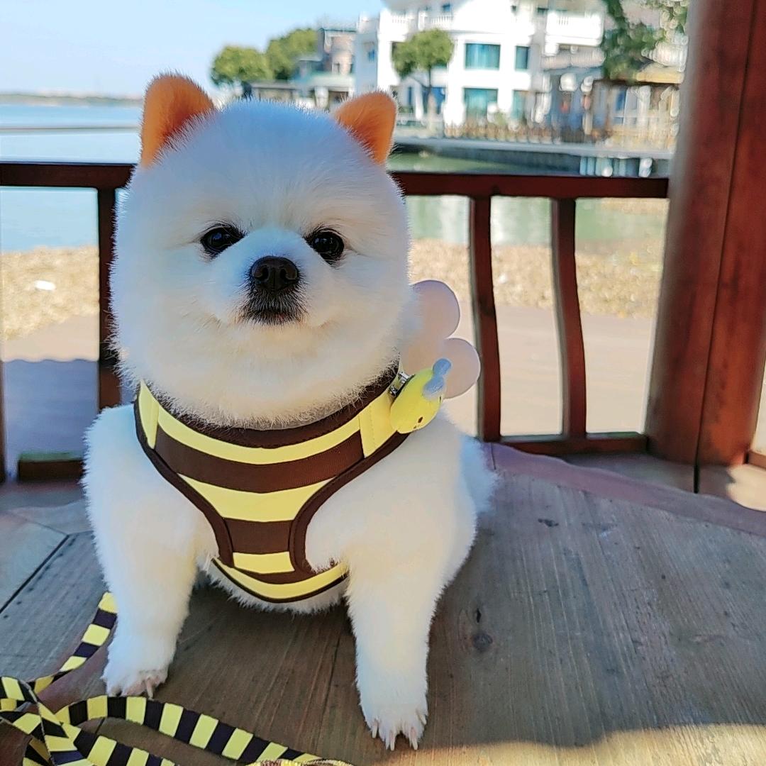 小白是博美