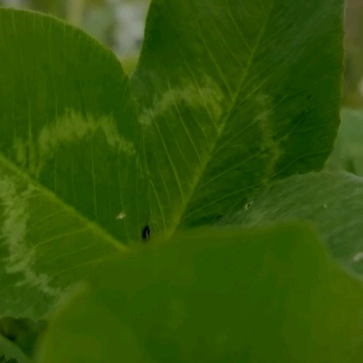 华华