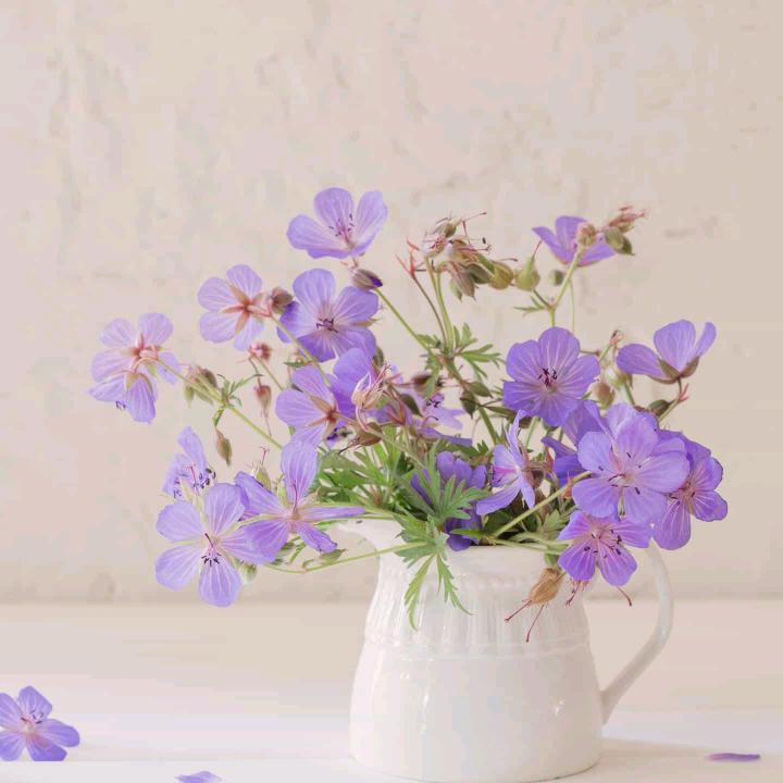 小虾