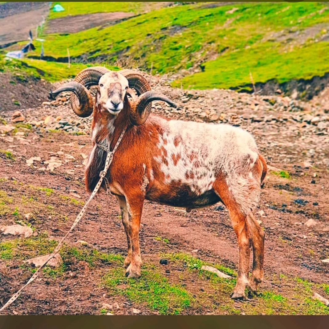青海多杰 欧拉羊  藏羊  直销