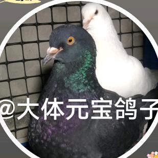 大体元宝鸽