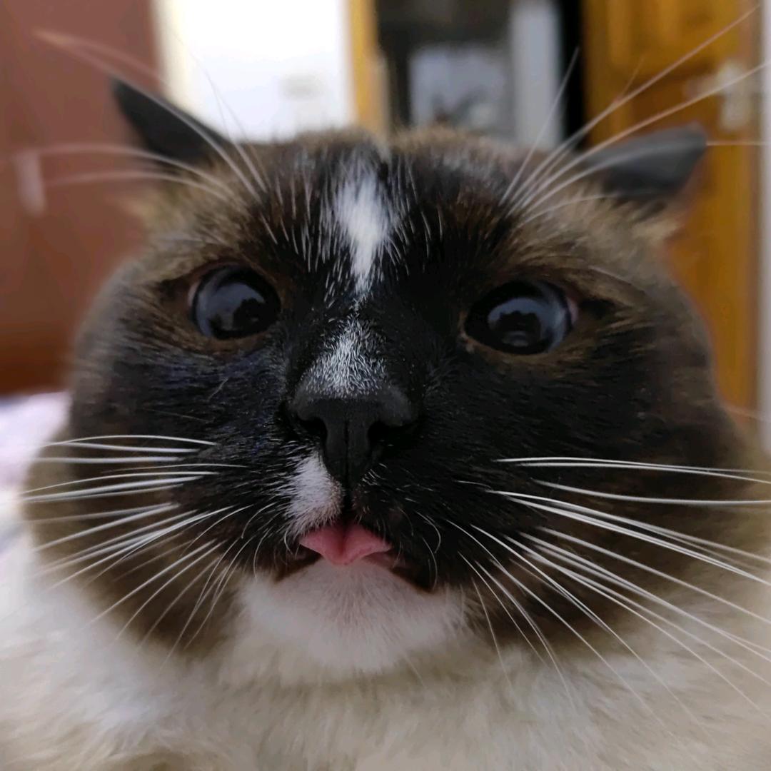 不知道为什么有点困