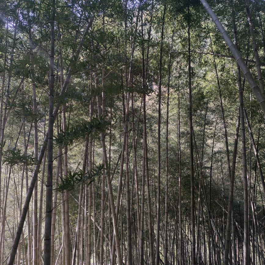 🍀往᭄ꦿ꯭事ঞৣঁ随风ꦿ᭄