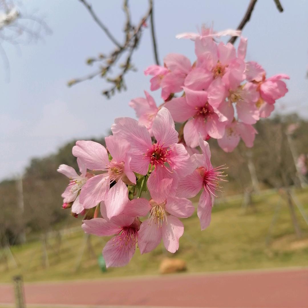 梅子