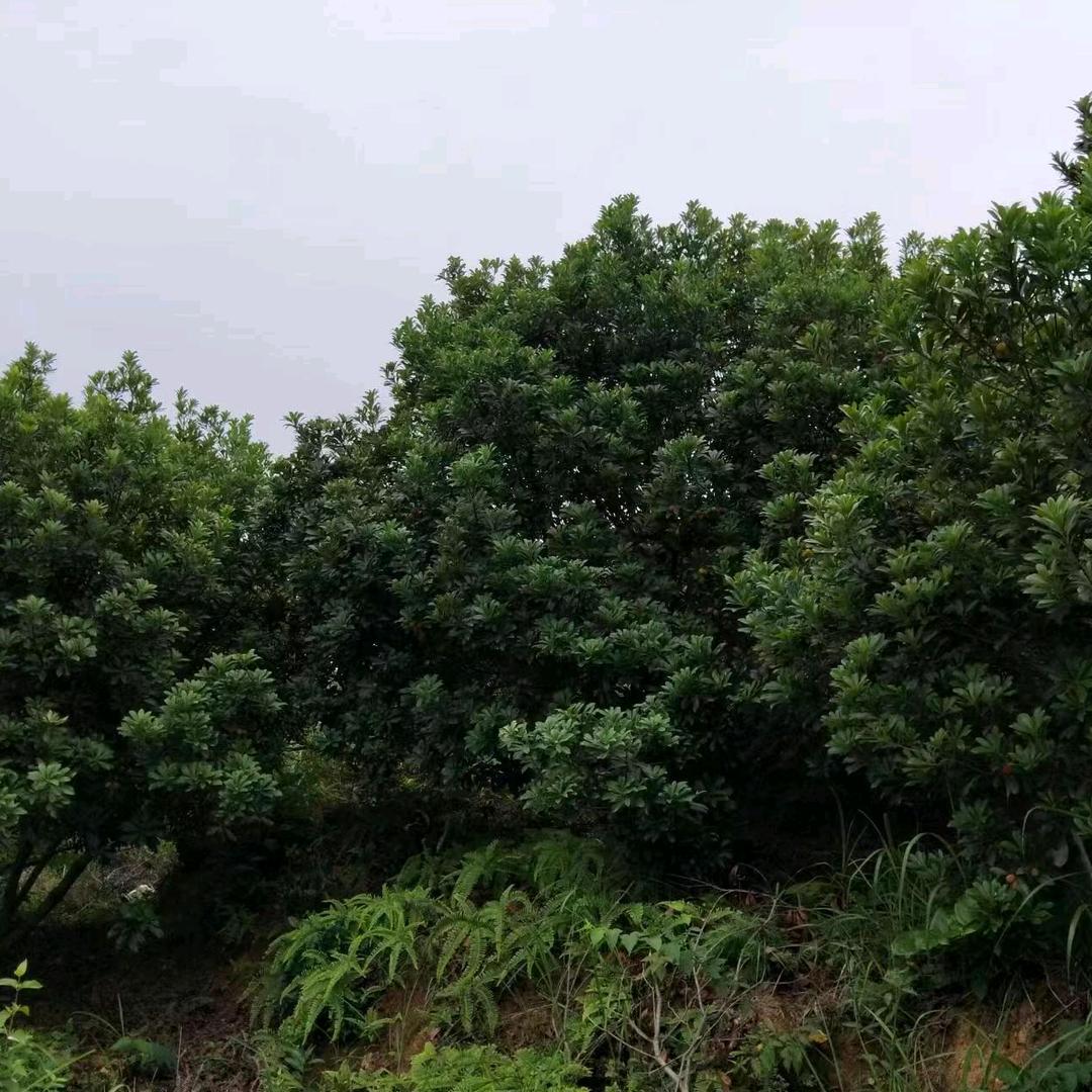 古月八十