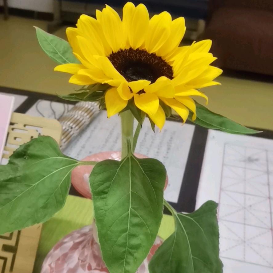 怡嫣