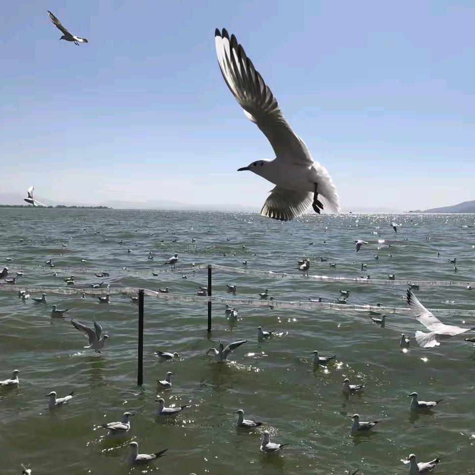 彩云伴海鸥