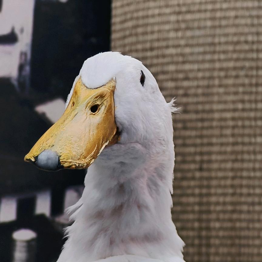 草莓困哀王掰掰