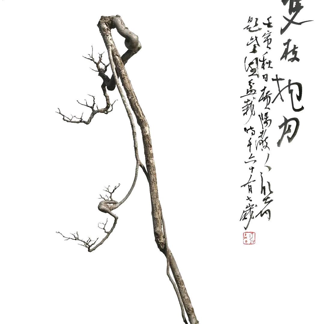 悠然自得李盆景园艺
