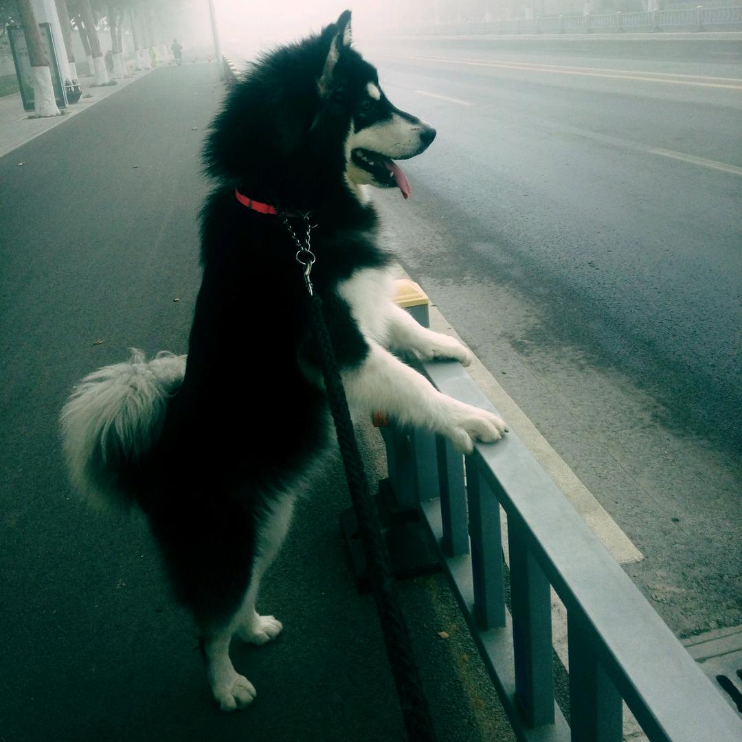 一溜小跑