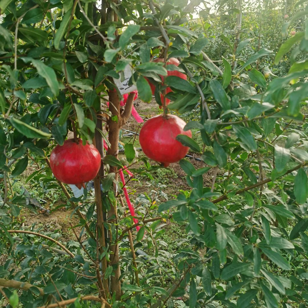 郑州亩果农业（突尼斯软籽石榴石榴树）