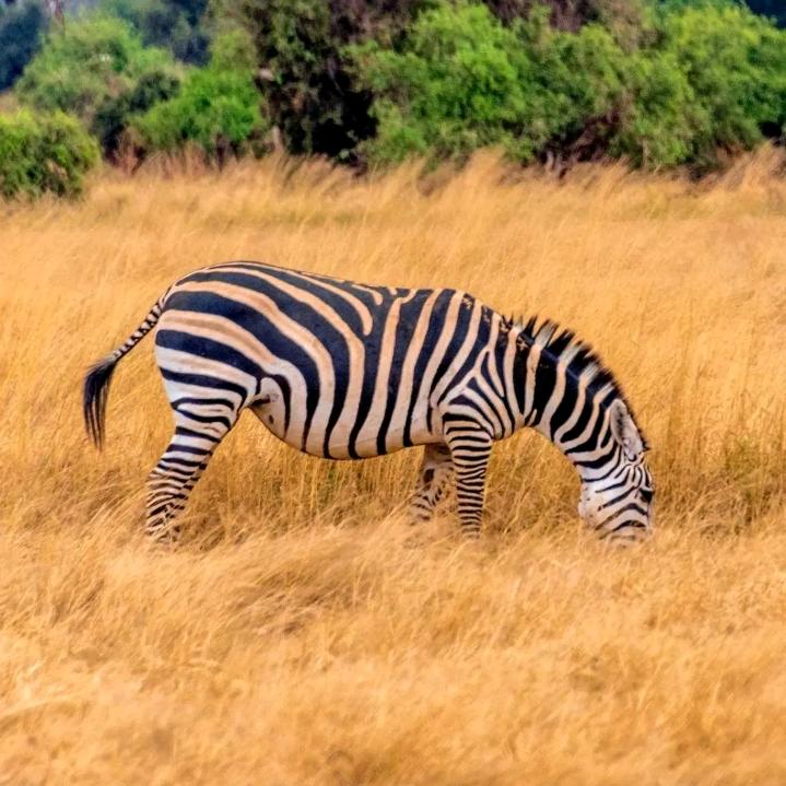 ꧔ꦿ࿐้黄心罗卜꧔ꦿ࿐้