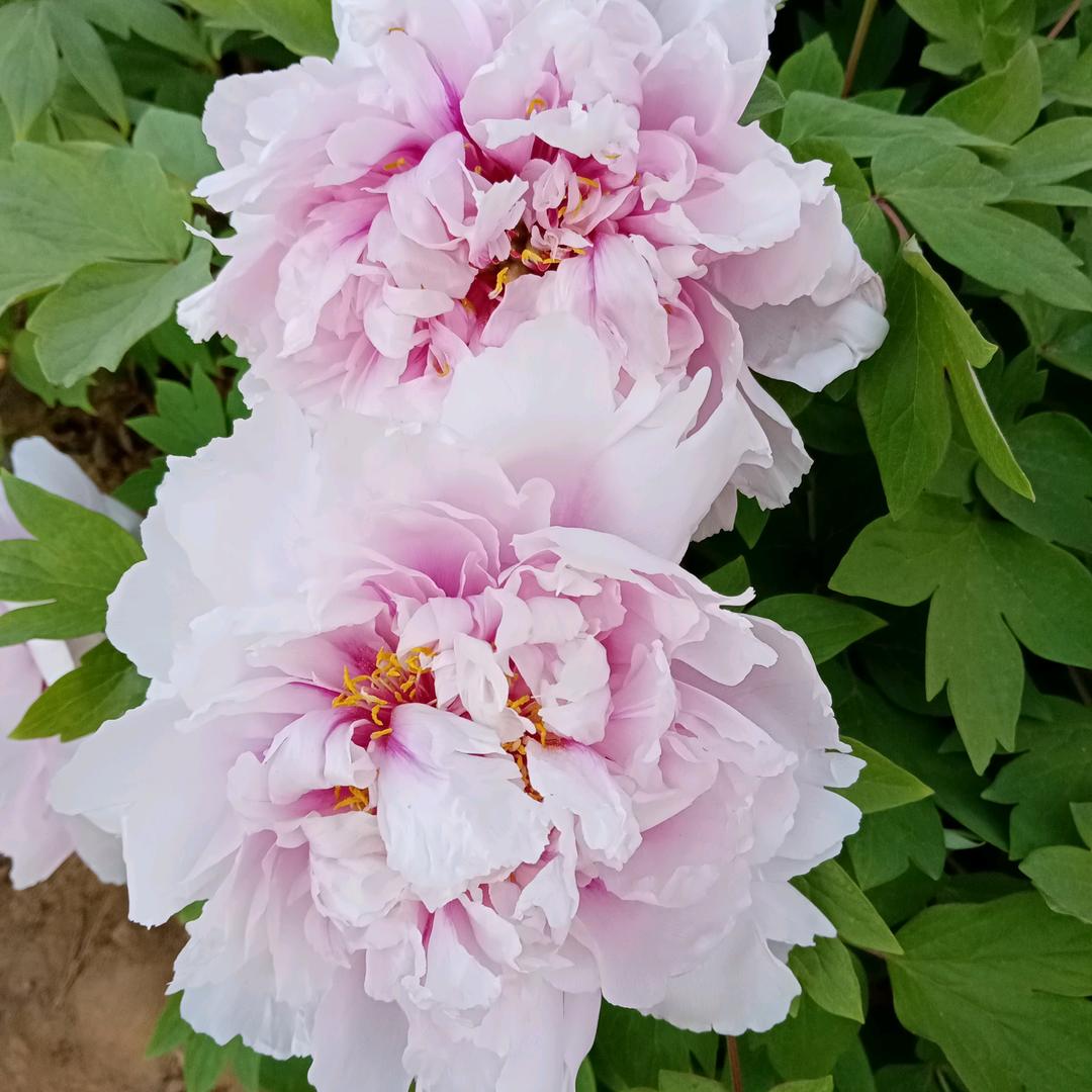 安暖相伴一《谢绝连赞》