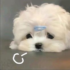 洗洁精来噜