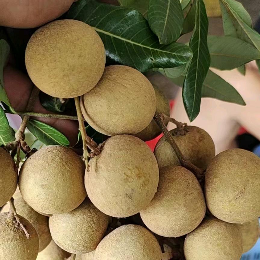 丹姐家农产店（广西博白桂圆肉）