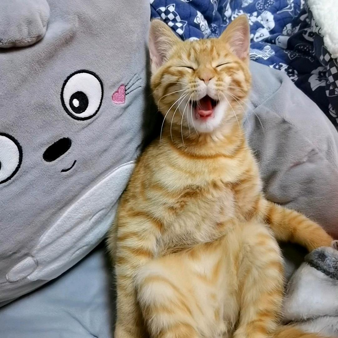 小乐朴