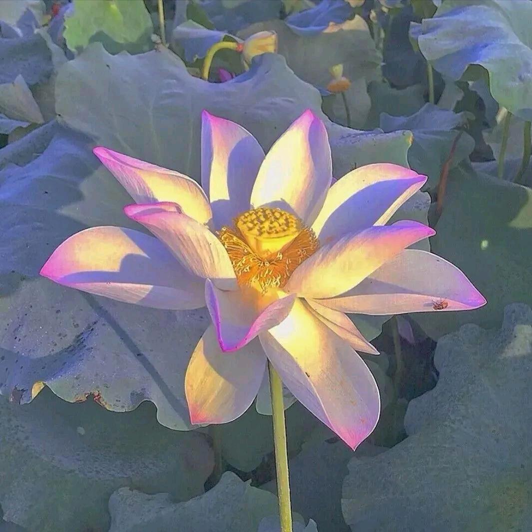 林花