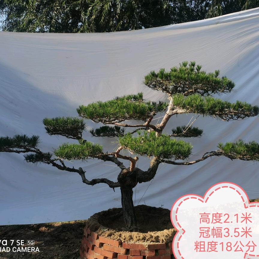 泰安造型景观松基地