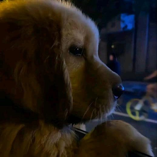 木有理想的修沟