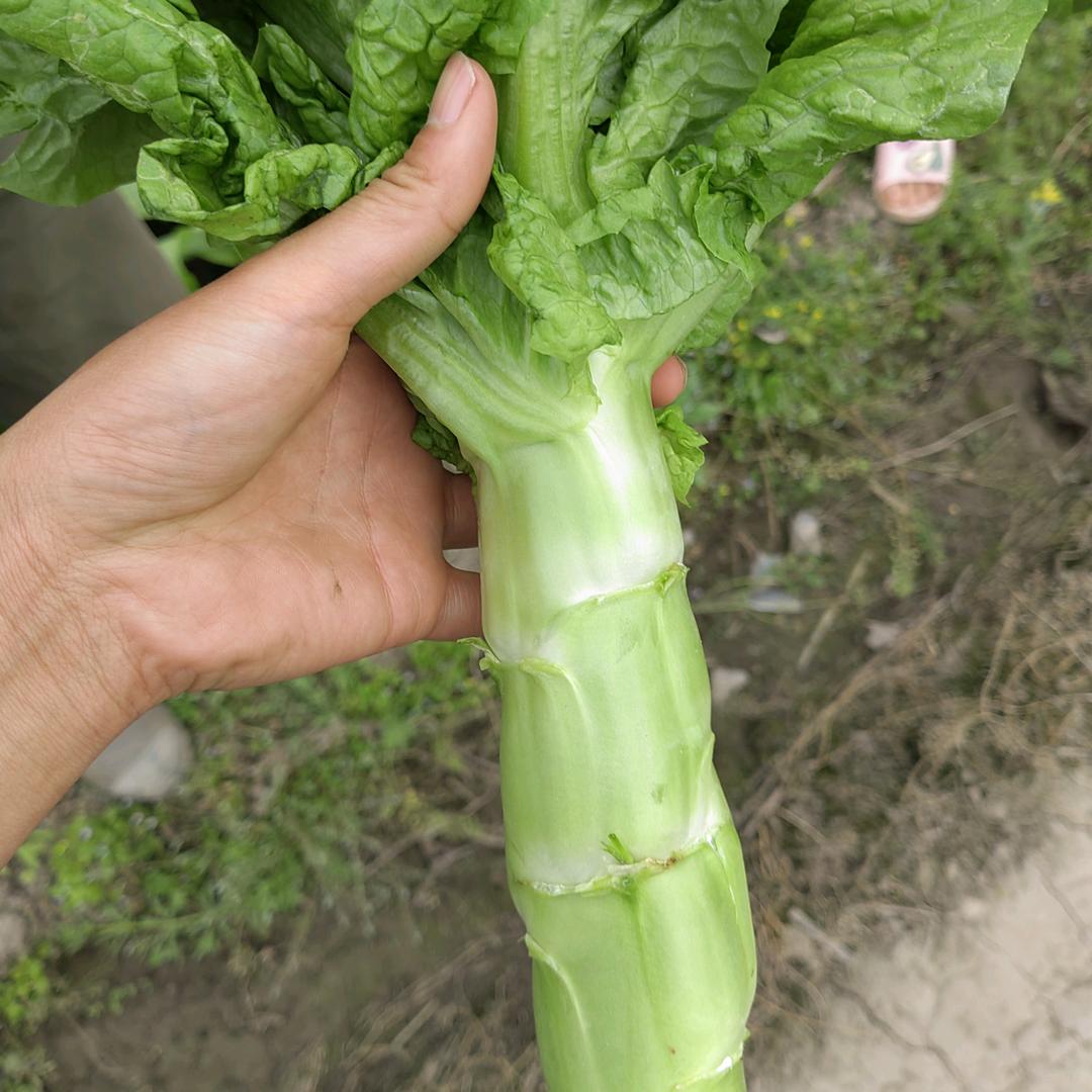 莴笋大王（代办蔬菜）
