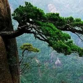 收购异形山松