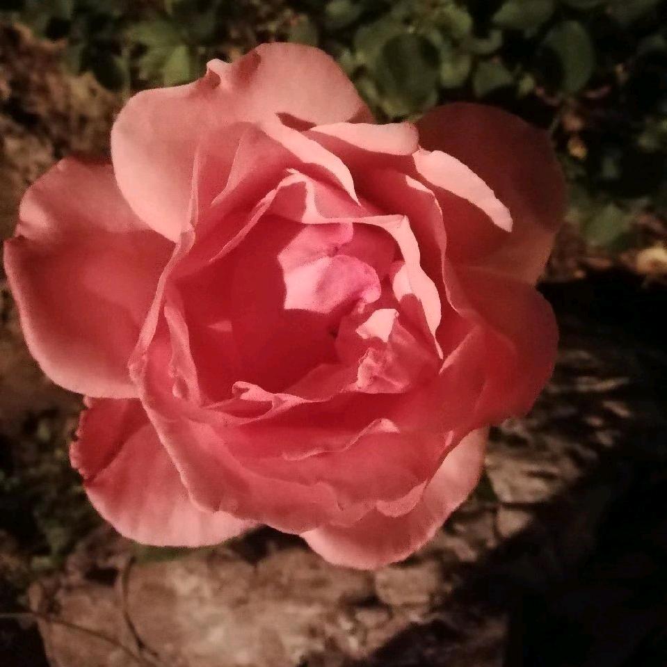 大晟晟奶奶（哈利波特）