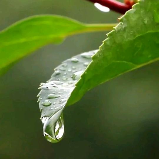 雨露