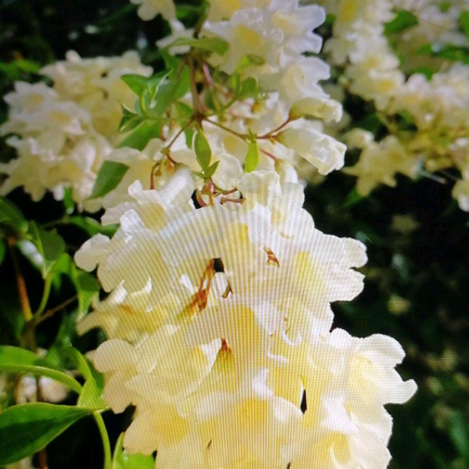 后花园_242604966