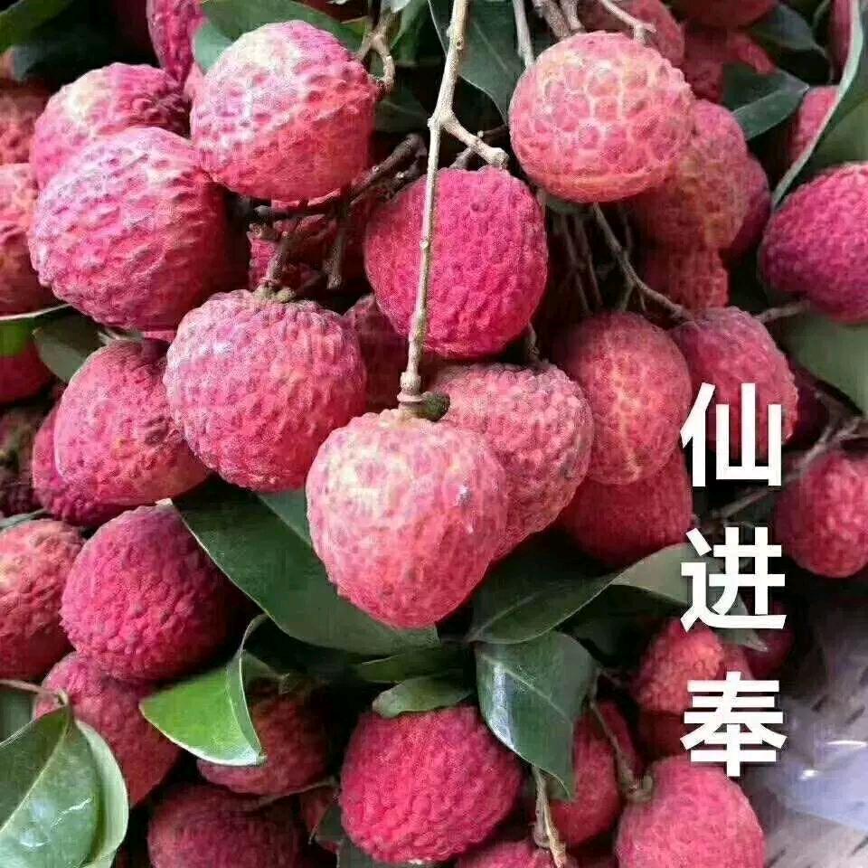 @叶一刀《专业嫁接荔枝树》