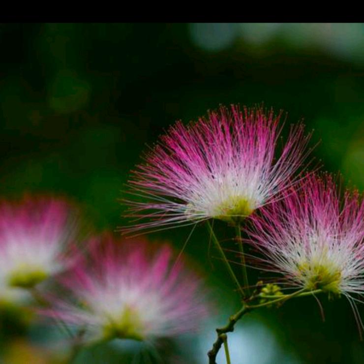 芙蓉