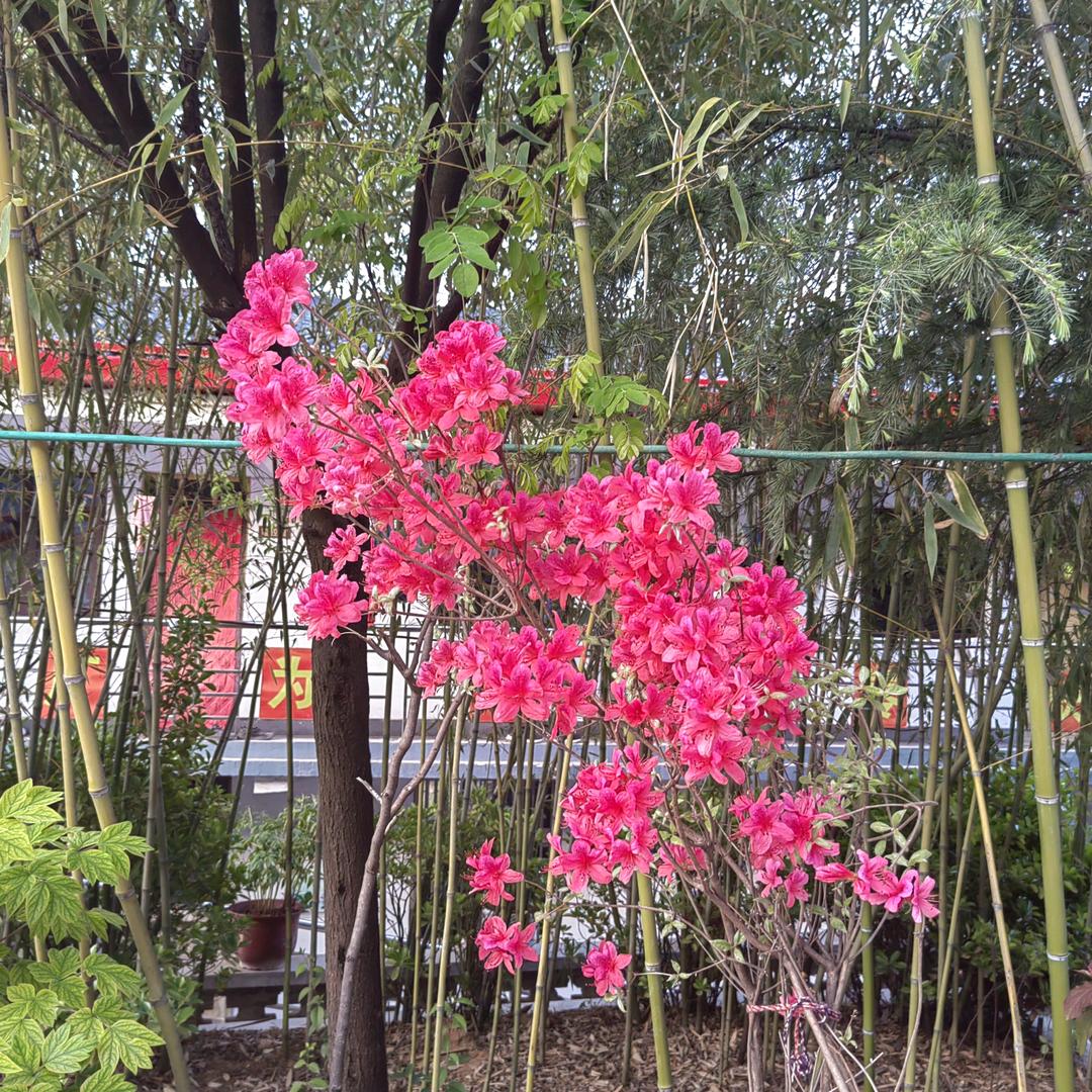 🌈天天🌺向尚🍇