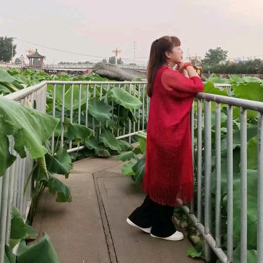加菲猫