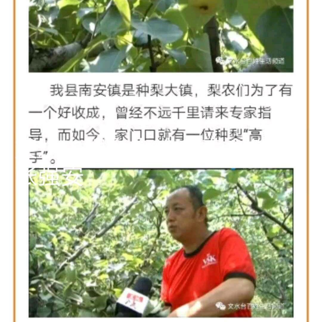 山西文水鑫泰果品合作社张强安