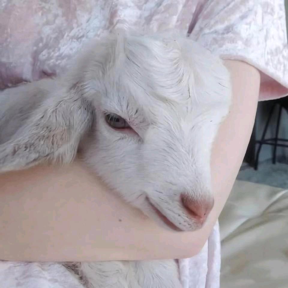 叁七