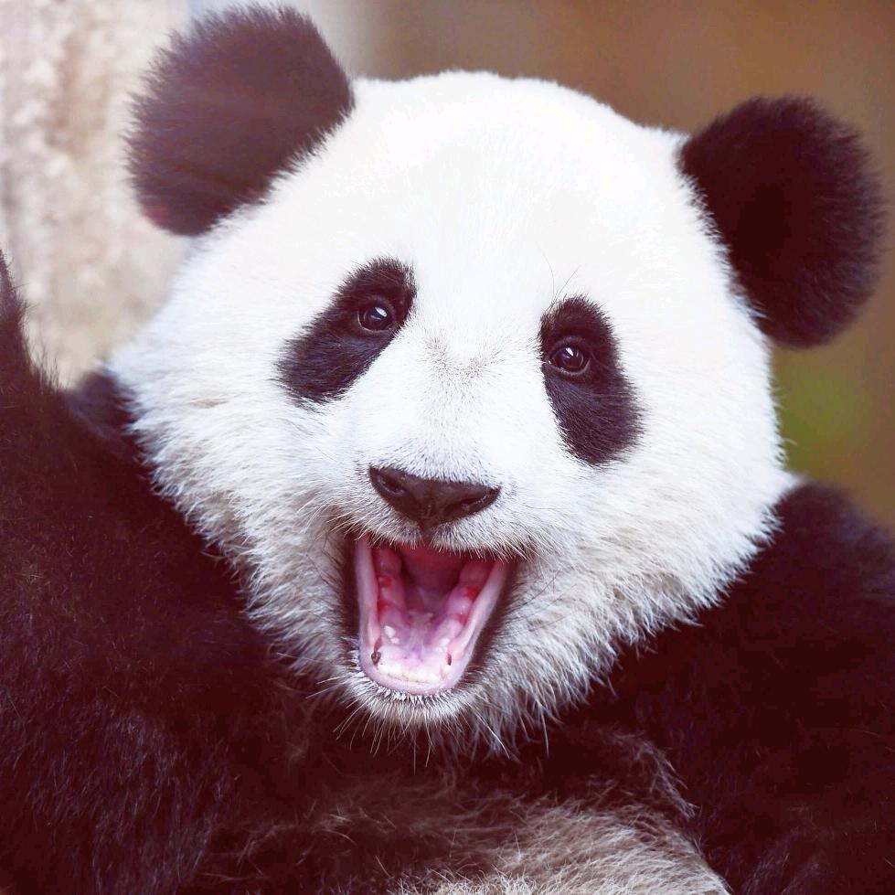 起飞啦小熊