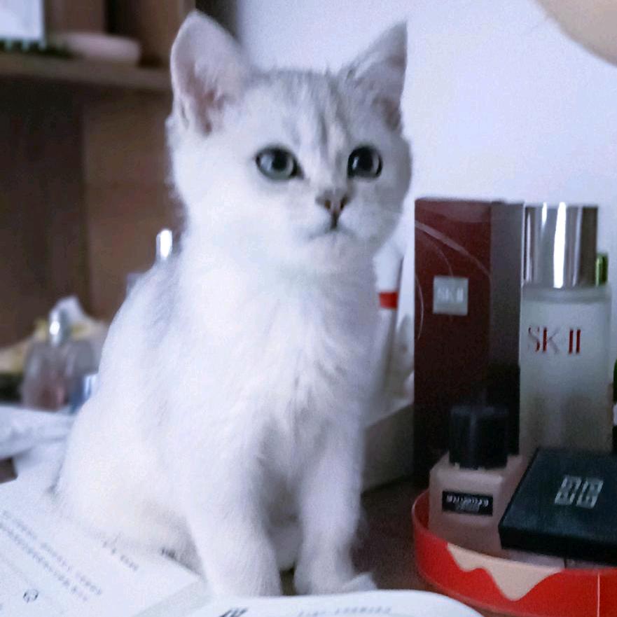 汤圆是只可爱猫