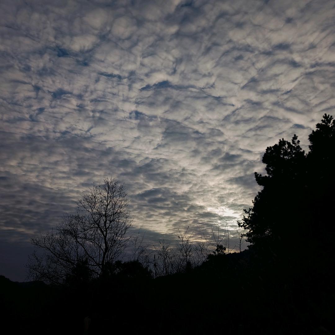 小花菜又菜又爱玩