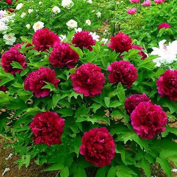 🥀এ᭄ོ随梦而飞এ᭄ོ🥀